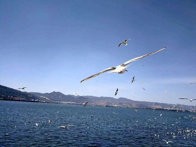 欧陆娱乐：轮胎企业出海，势在必行