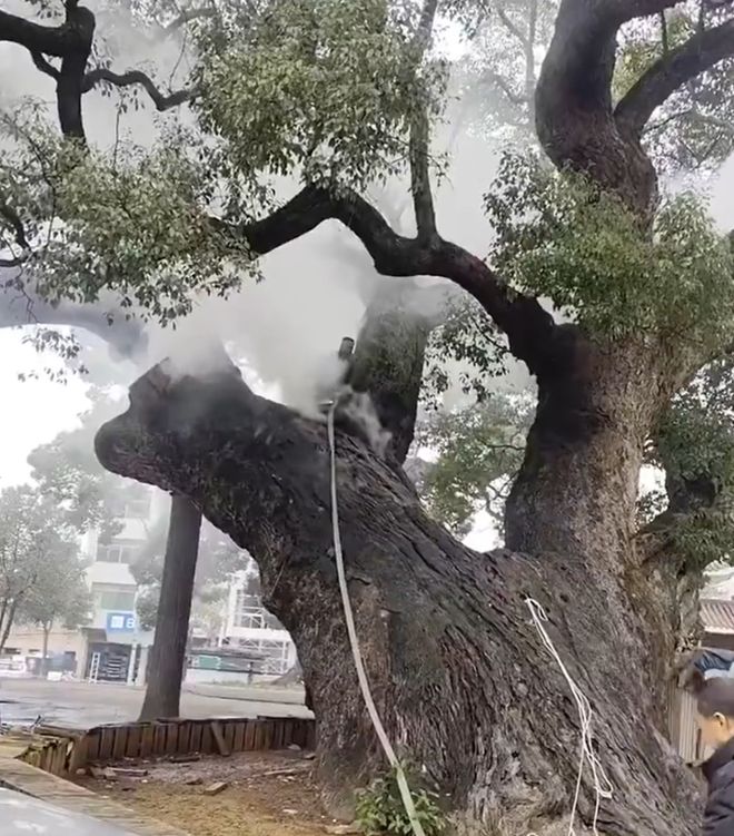 欧陆娱乐登录：痛心！树龄1200年古樟持续燃烧7小时，只因俩小孩随手扔爆竹……